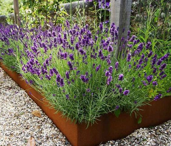 garden edging garden edging